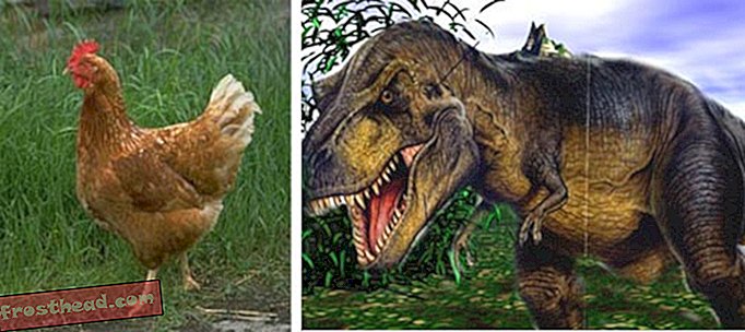 articles, science, dinosaures - T. Rex lié aux poulets, autruches