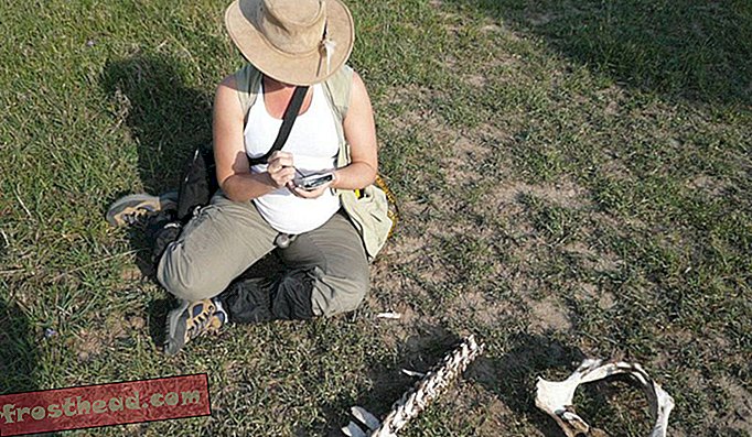 Paleontolog Smithsonian Briana Pobiner mencari corak kerosakan pada tulang haiwan di lapangan.
