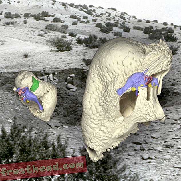 articles, science, dinosaures - Les paléontologues sondent la tête osseuse qui annonçait des dinosaures en forme de dôme