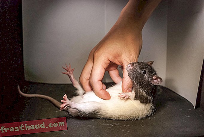 Što nam škakljanje giggly štakora može reći o mozgu
