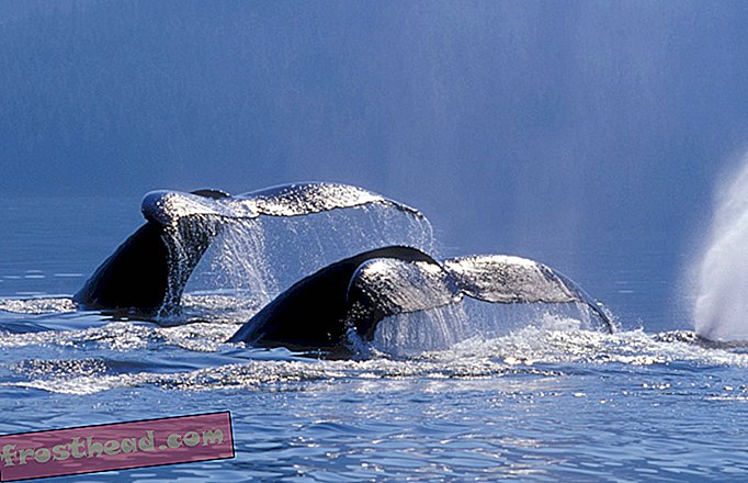 Lo que las ballenas jorobadas pueden enseñarnos sobre la compasión-artículos, ciencia, comportamiento humano, nuestro planeta, vida salvaje