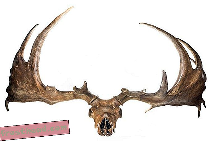 Divoki jeleni ledenog doba glavni su temelj muzeja prirodne povijesti - mužjaci se rogovima približavali na četiri metra.