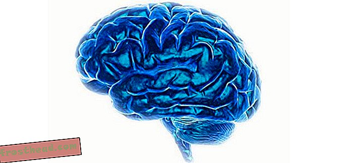 artikler, videnskab, menneskelig adfærd - En enkelt hjernestruktur kan give vindere den ekstra fysiske kant