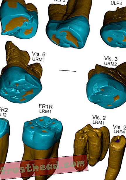 निएंडरथल सुविधाओं के साथ प्राचीन दांत मानव विकास के नए अध्याय प्रकट करते हैं
