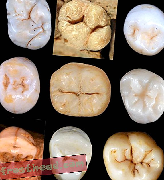 artículos, ciencia, comportamiento humano, mente y cuerpo - Los dientes de los primeros neandertales pueden indicar que el linaje de la especie es más viejo de lo que se pensaba