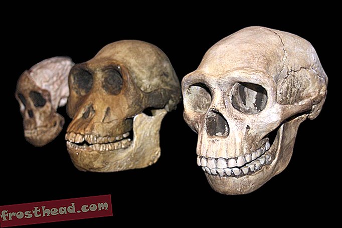 Come i denti antichi rivelano le radici dell'umanità