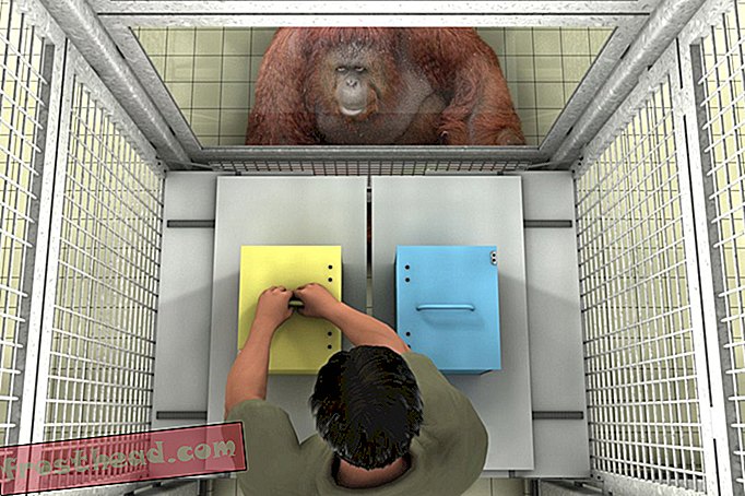 Apinat voivat tunnustaa väärät uskomukset - koputtaa vielä yhden ihmisen kognitiopylvään yli