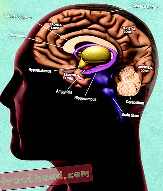 Menneskelig hjerne