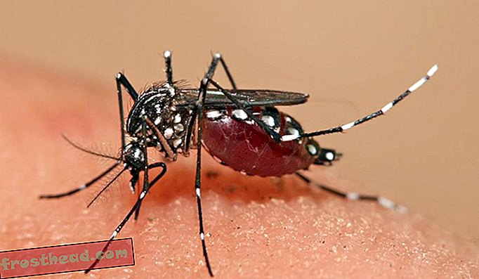 Aedes aegypti, l'espèce de moustique transmettant le Zika et la fièvre jaune, dégustant un repas de sang.