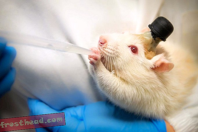 Implante cerebral de rata de laboratorio
