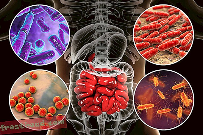 articles, science, corps et esprit - Des scientifiques découvrent un lien possible entre les bactéries intestinales et la dépression
