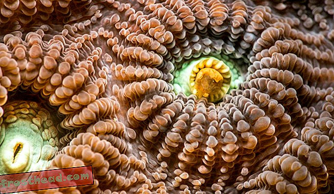 Gambar makro coralit di Pulau Malapascua di Filipina.
