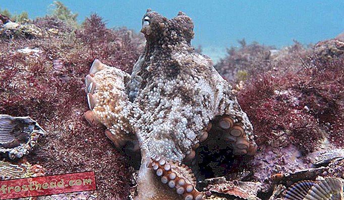 O caracatiță sumbră printre grămadă de scoici aruncate la Octlantis.