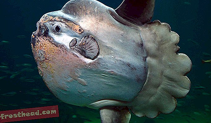 Mola Mola, der schwerste Knochenfisch der Welt und eine Art von Mondfischen.