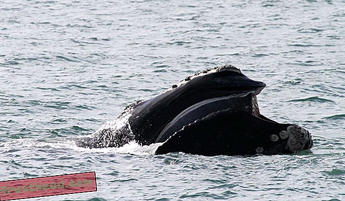 Balena dreaptă a Atlanticului de Nord este din nou în pericol.