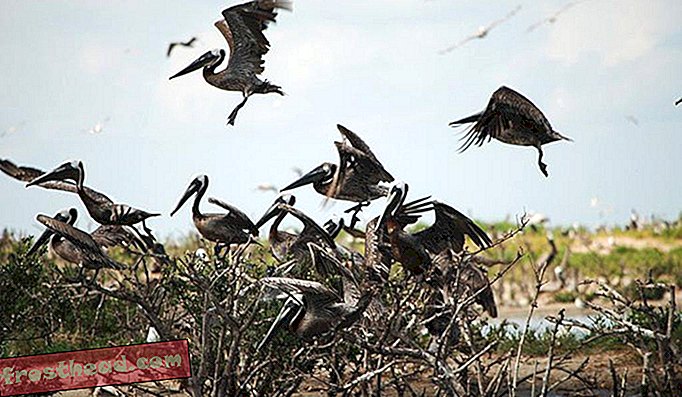 Pelikaanit laskeutuvat kunnostetulle suoalueelle Raccoon Islandin ympärille Louisianaan vuonna 2012.