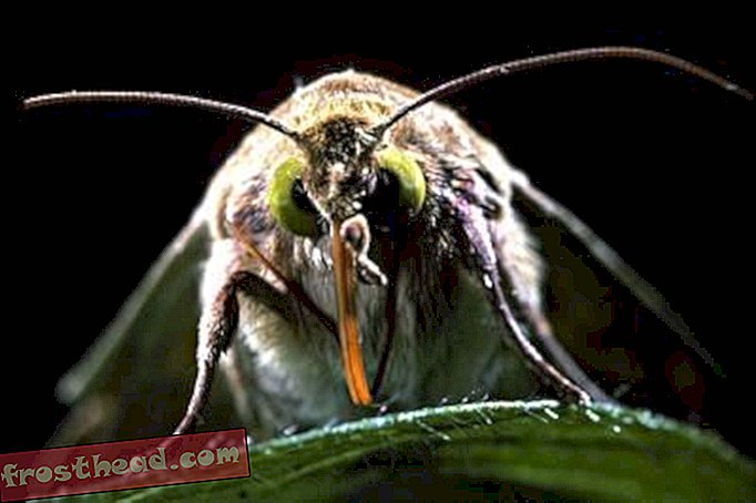 कीट-प्रतिरोधी कपास के कवच में डेंट दिखाई देता है