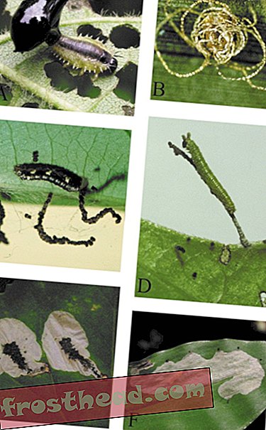 מאמרים, מדע, כדור הארץ שלנו, חיות הבר - כיצד קקי חרקים יכול לפתור את כל הבעיות שלנו