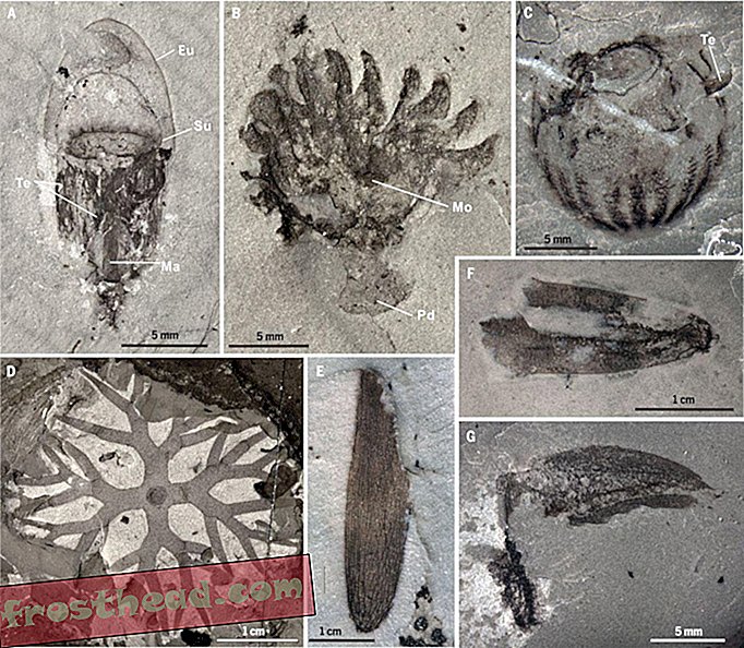 Hiinast välja viimata iidsete loomade fossiilsete aarete kogumik
