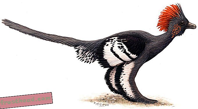 Anchiornis Huxleyi