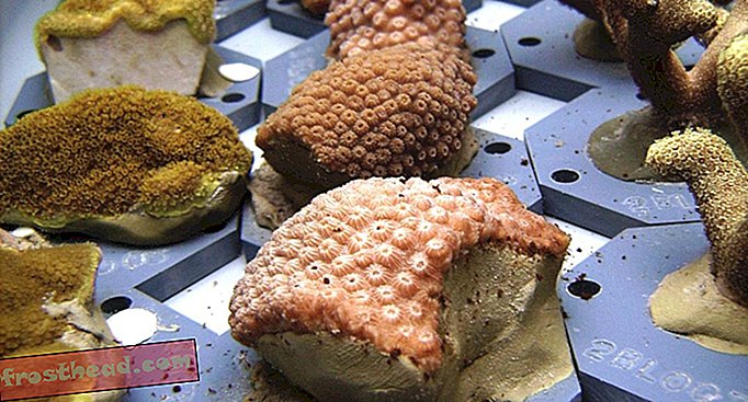Los corales grasos son los mejores a medida que cambia el clima