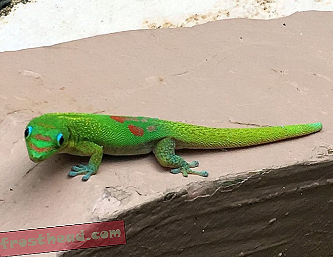 Gecko del Día del Polvo de Oro