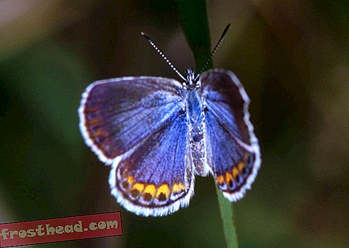 Mariposa Azul Karner