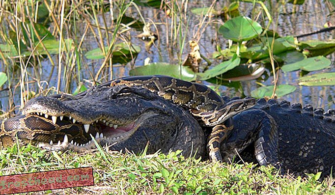 Ένας Αμερικανός αλλιγάτορας και ένας βιρμανικός πυθών κλειδωμένοι σε θανάσιμο αγώνα στο Εθνικό Πάρκο Everglades.