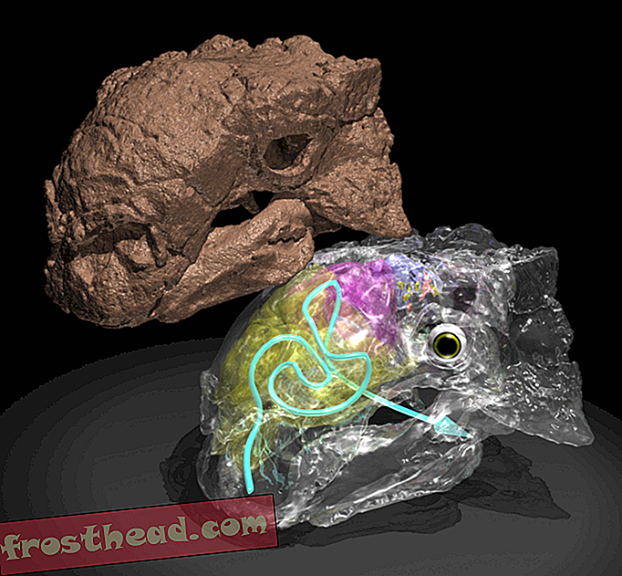 artikler, videnskab, vores planet, dyreliv - Pansrede dininosaurer holdes cool med en labyrint af næsekanaler