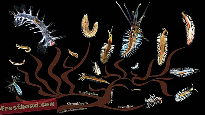लेख, विज्ञान, हमारे ग्रह, वन्य जीवन - मरीन ब्रिस्सम कीड़े के बारे में 14 मजेदार तथ्य
