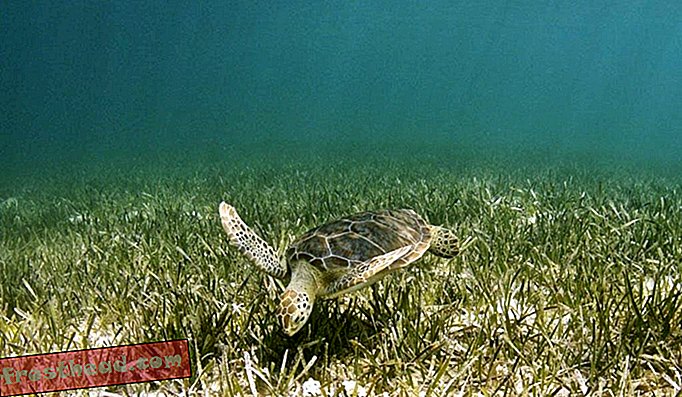 La hierba marina puede crecer a profundidades de hasta 90 metros y es una parte importante de la red alimentaria.