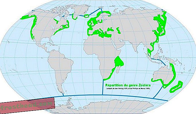 Eelgrass marin terdapat di laut cetek di seluruh dunia.