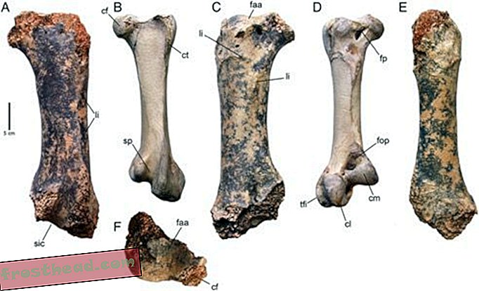 Fossil des alten Vogels dreimal größer als ein Strauß, der in Europa gefunden wird