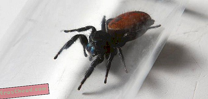 artiklid, teadus, meie planeet - UPDATE: Spidernaut sureb loodusmuuseumis