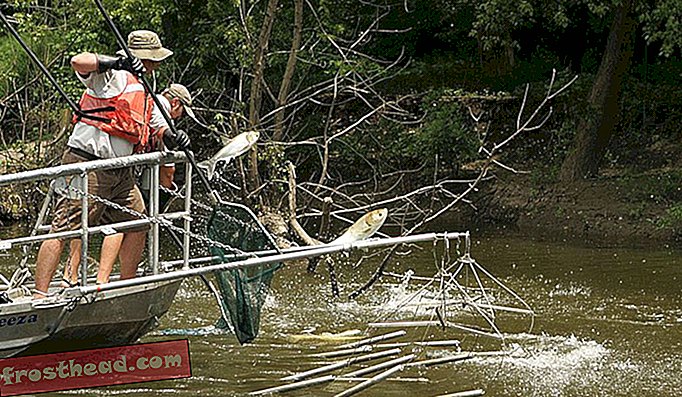 Fiskere bruger elektrofiskeri til at bedøve og fange asiatisk karper, en ikke-oprindelig art, der truer de store søer.