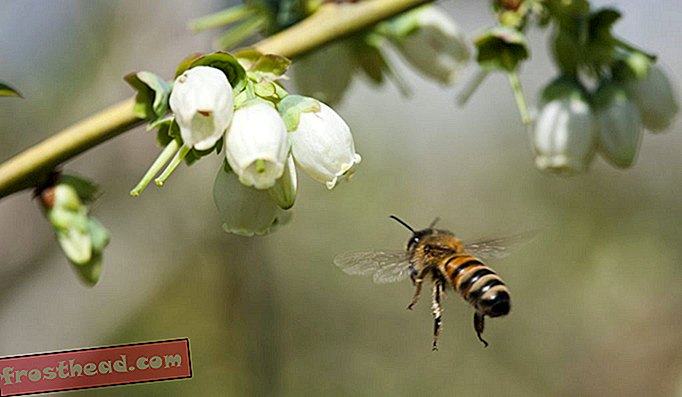 Hunaja mehiläinen pölyttää mustikkakukan Arkansasissa.