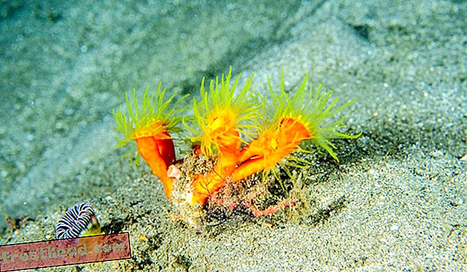 I coralli vibranti a tazza arancione come questi vivono vivendo su superfici verticali e caverne fino a vaste profondità.