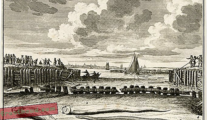В Нидерландах инспекторы дамбы обнаружили «червяка» в деревянных дробилках после шторма в 1730 году. На этом рисунке изображены рабочие, снимающие дрова с дамбы. Корабельные черви на переднем плане, очевидно, не в масштабе, а в преувеличенном исполнении.