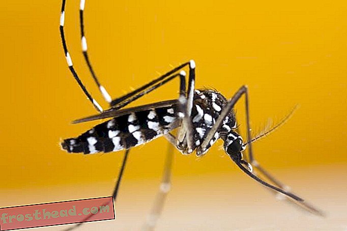 Азијски тиграсти комарац, који може пренијети вирус Зика, примећен је у јужном Онтарију у Канади.