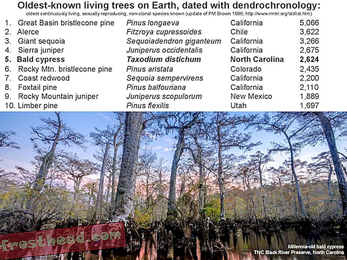 Списък на най-старите дървета