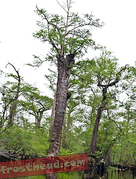 Noord-Carolina Bald Cypresses behoren tot de oudste bomen ter wereld