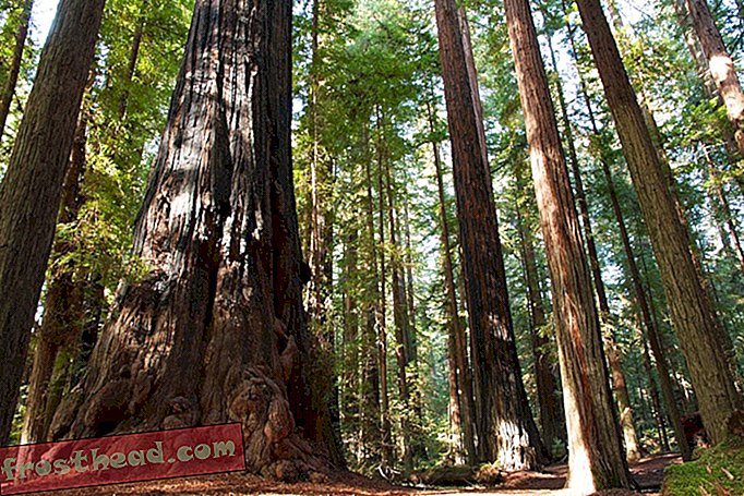 artikler, videnskab, vores planet - Red de store træer!