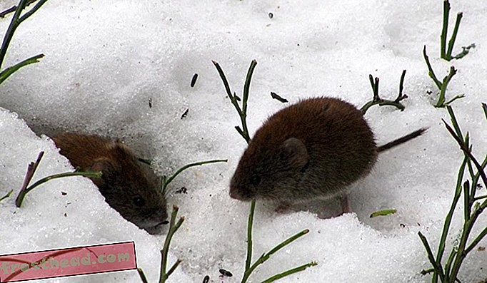 Los ratones de campo no hibernan, pero pasan el invierno haciendo túneles en la hojarasca no congelada debajo de la nieve.