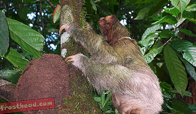 Un adulte paresseux à trois doigts grimpe à un arbre au Costa Rica après avoir exercé ses activités ci-dessous.
