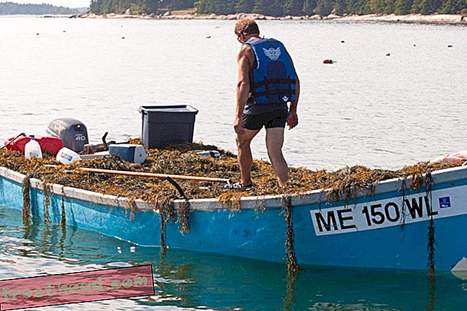 Ein Mähdrescher lädt sein Boot in Maine mit Steinkraut voll.