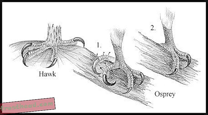 osprey toe.jpg