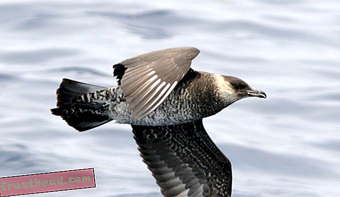 Un skua pomarine, souvent appelé un faucon de mer.