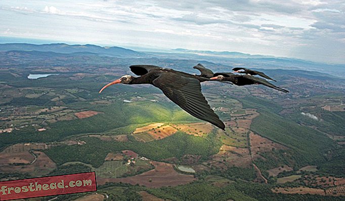 Noordelijke kale ibissen in vluchtvorming boven Toscanië.