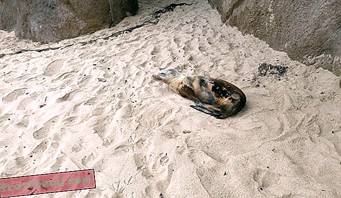 Kalifornian Sausalitossa sijaitseva merinisäkäskeskus reagoi mahdollisesti tappavan bakteeri-infektion puhkeamiseen, jota kutsutaan leptospiroosiksi Kalifornian merileijonissa. Kuvassa oleva merileijona, Glazer, nähdään Montereyn koulutettujen keskuksen vastaajien kiertyneenä läpänsä taitettuna tiukasti vatsan yli ennen pelastustaan. Näyttelyssä oleva asento tunnetaan nimellä "lepto-pose", ja se on usein osoitus merileijonalle kärsivän taudin vaikutuksista.