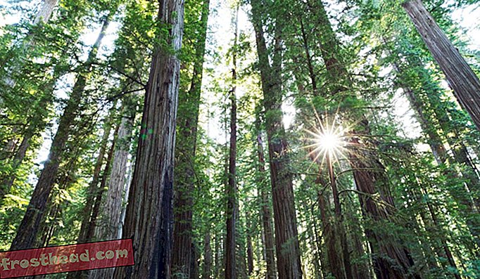 Pobřeží Redwoods v Stout Grove, Jedediah Smith Redwoods State Park, Kalifornie.